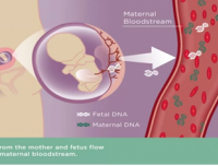 无创DNA产前检测
--重视产前检查，为孕保驾护航

