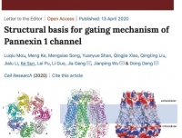 我院邓东团队在Cell Research发表论文揭示
人源Pannexin 1（PANX1）通道蛋白的分子门控机制